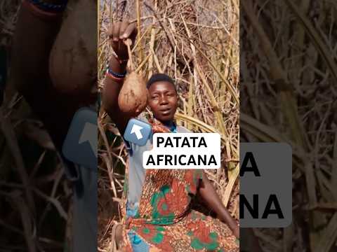 Patata Amarga de Tanzania 🇹🇿 #shorts #tanzania #africa thumbnail