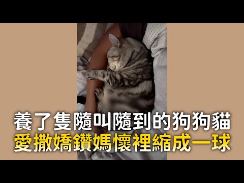 養了隻隨叫隨到的狗狗貓　愛撒嬌鑽媽懷裡縮成一球｜#寵物雲 thumbnail