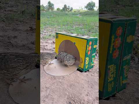 Amazing Unique DIY Quail Trap #shorts thumbnail