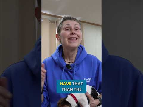 The Secret to Stopping Indoor Puppy Mistakes #Shorts thumbnail