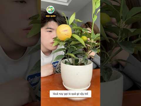 Chẳng hiểu anh chàng này trồng ra quả kỳ lạ gì đây nữa #shorts thumbnail