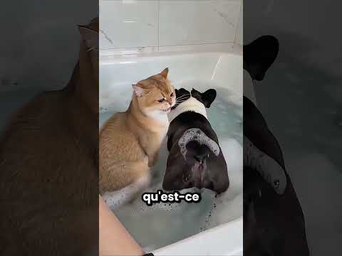 Ce chien est toujours aussi dégoûtant 🤮😂 thumbnail