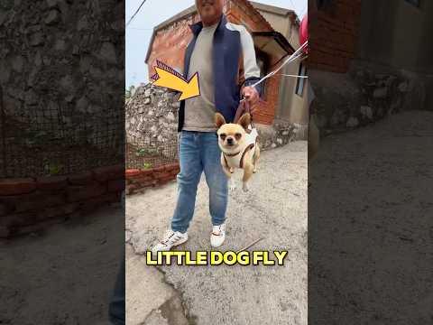 This dog loves fly thumbnail