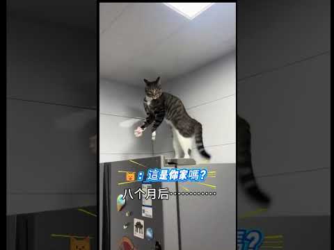 簡州貓有家後的兩幅面孔?❗剛來：姐姐 這是你家嗎?❓   後面：這是你家嗎?❓大姐❗ #cat #cute #funny #shorts #funnyshorts thumbnail