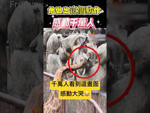 他做出這個動作！感動千萬人 🫣 #動作 #動物#shorts 小林Lin’s life thumbnail