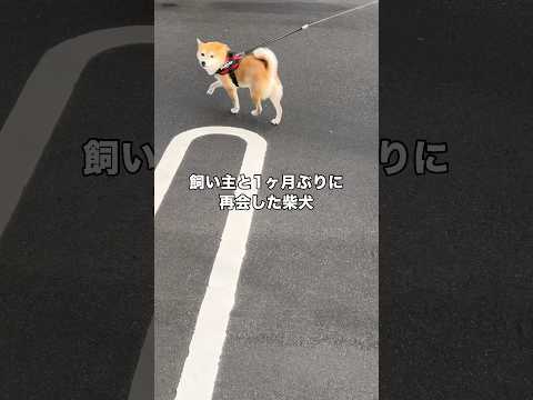 一発で気づくことはなかったけど気づいた途端、猛烈に愛を叫んでくる柴犬 #柴犬 #柴犬のいる暮らし #赤柴 #shorts thumbnail