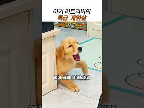 아기리트리버의 끝장 개엄살#귀여운 강아지#웃긴동물#리트리버 thumbnail