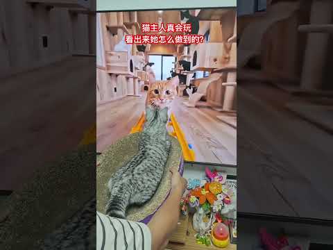 猫主人真会玩，看出来她怎么做到的了吗#喵哥是萌新 cat thumbnail