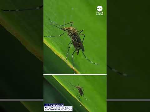 Why Google wants to release 32 million sterile mosquitoes thumbnail