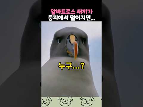 알바트로스 새끼가 둥지에서 떨어지면..? thumbnail