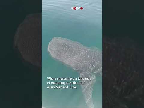 Guangxi Fisherman Films Close Encounter with Whale Shark at Sea thumbnail