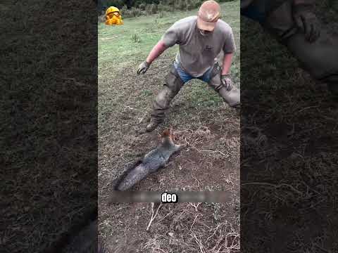 Giải Cứu Chú Cáo Nghiệp Dư Bị Vướng Vào Bẫy Sắt Giữa Rừng! thumbnail