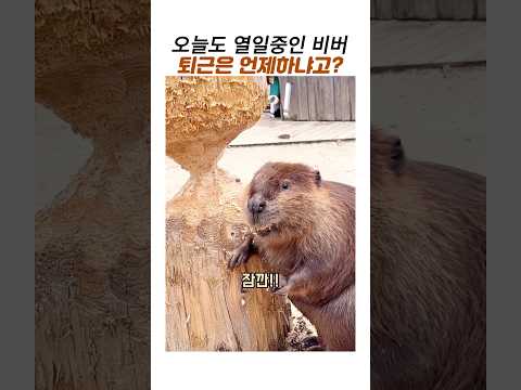 오늘도 열일중인 비버 갑자기 멈춘이유#귀여운비버 #귀여운동물 thumbnail