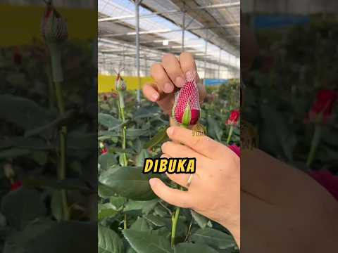 Cara Bikin MAWAR MEKAR Secara PERLAHAN‼️#videoviral #idekreatif #lagiviral thumbnail