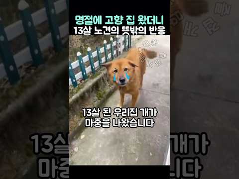 명절에 고향집 왔더니 13살 노견의 뜻밖의 마중 thumbnail