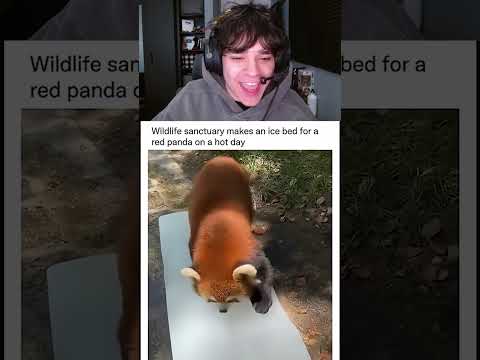 THIS IS SO CUTE 🥹 #shorts #funny thumbnail