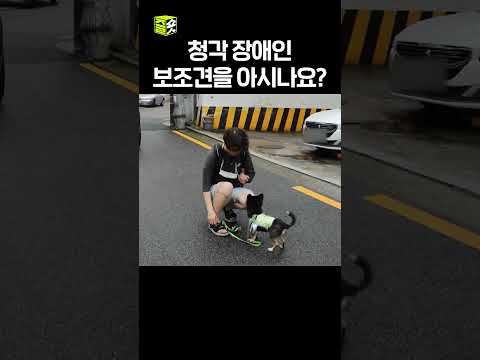 너의 귀가 되어줄'개'🐶 #달리Talk #SBS스페셜 #달리톡 #DALI #shorts thumbnail