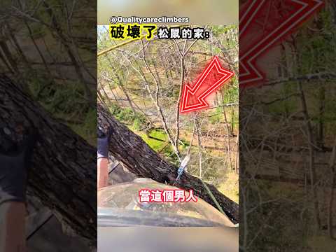 他無意間破壞了松鼠的家 thumbnail