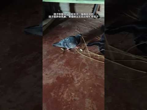 🇨🇳 鸽子与怀孕母猫跨越种族的深情守护 🇬🇧 Pigeon and Pregnant Cat Raised Together, Sharing Bond thumbnail