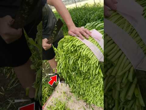 Cắt Phẳng Rau muống Trong Chốc Lát thumbnail