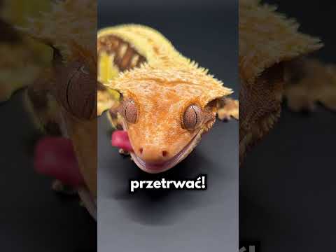 Jeśli Gekon Przestanie Lizać Oczy Skończy TRAGICZNIE!☠️ thumbnail