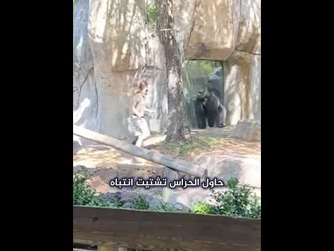 غوريلا يحاصر حراس الحديقة thumbnail