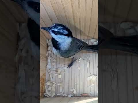 Mountain Chickadee checks out this nest again ?? #wildlife #birdwatching #nature #birdhouse #birds thumbnail