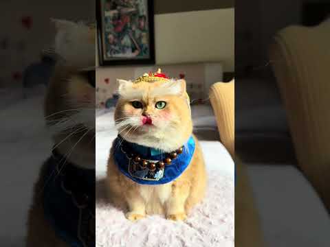 Are you waiting for a white bearded Santa Claus. #funnyvideo #funnycats #christmas thumbnail