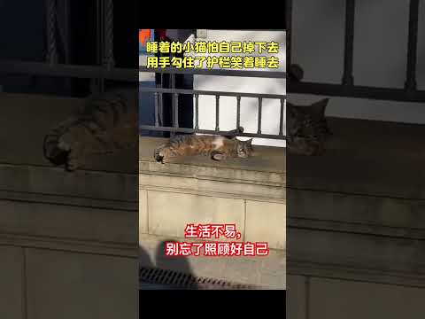 生活不易，别忘了照顾好自己 #cat thumbnail