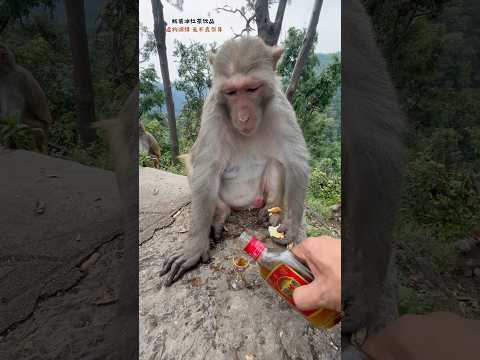 面白い #interesting #funny #面白い thumbnail