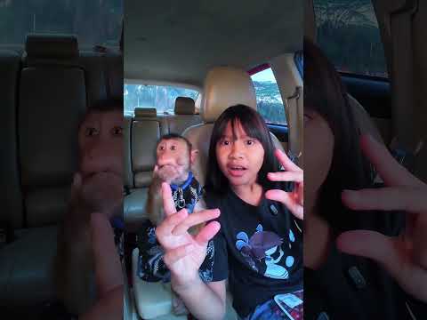 Di ambil semuanya buah anggur ny guys 😄🤣 tetap aman ❤️#shortvideo #short #monkey #funny thumbnail