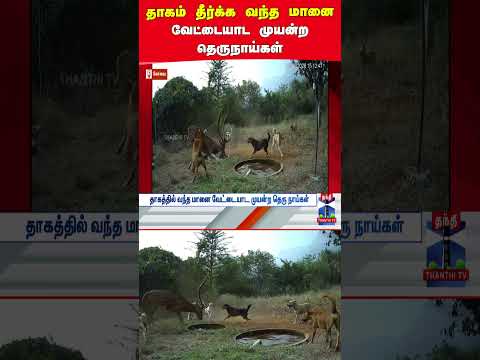 Deer | Straydogs | Water thumbnail