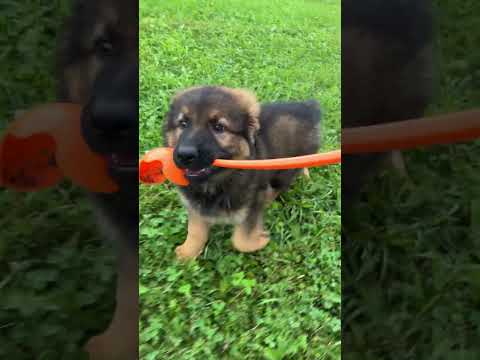 Puppies thumbnail
