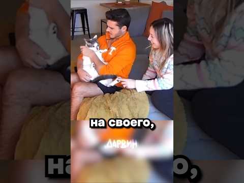 Пушистый самозванец thumbnail