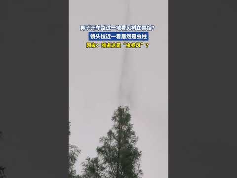 男子开车路过一地看见树在冒烟？镜头拉近一看居然是虫柱 thumbnail