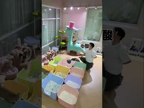 【牛奶是只猫】12只猫一周能拉那么多？最后那一下真的崩溃了 thumbnail