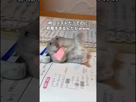 どうしてもみんなに美脚を見せたかったらしい #ハムスター #ひまわりの種 #ハムスターのいる生活 #shorts thumbnail