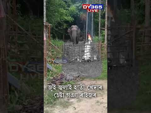 চামগুৰিৰ পদুমনিত গজৰাজৰ আতংক thumbnail