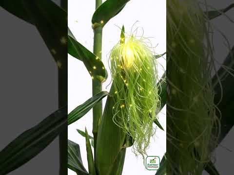 Manually Assisting Corn Pollination thumbnail