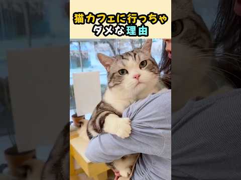 猫カフェに行っちゃダメな理由 thumbnail