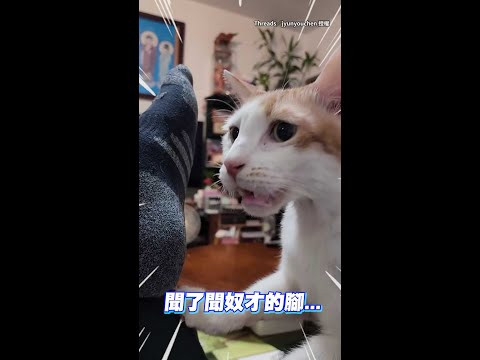 【一度懷疑喵生】橘白貓聞奴才腳滿臉驚恐：這腳不能要了｜#寵物雲 #shorts thumbnail