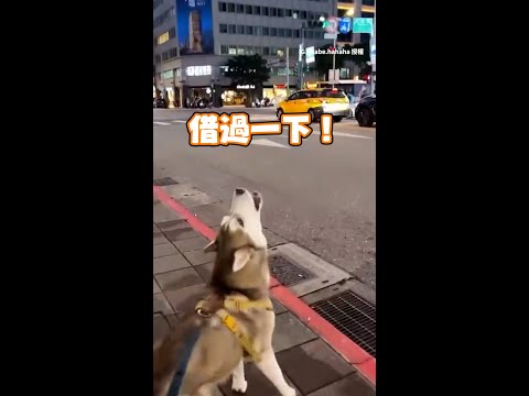 【汪汪隊出動】消防車經過路口　哈士奇狼嚎提醒｜#寵物雲 #shorts thumbnail