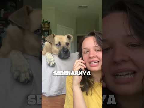 Ini Dia Alasan Anjing Selalu Memiringkan Kepalanya #shortvideo thumbnail