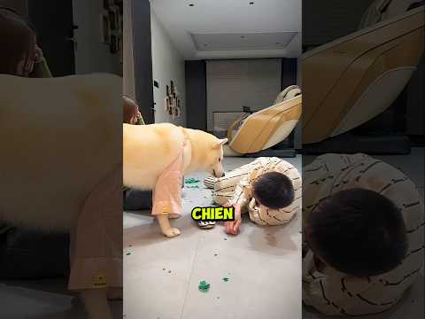 Ce Chien Est Plus Malin Que Son Maître thumbnail