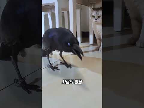 까마귀의 부리를 만지면 생기는 일 thumbnail
