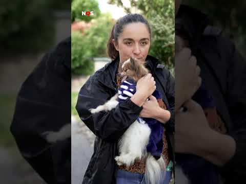 Oudste hond ter wereld is dood: ‘Hij was heel lief en knuffelbaar’ thumbnail