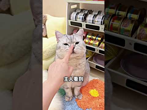主人为猫咪造了一间专属小屋 thumbnail