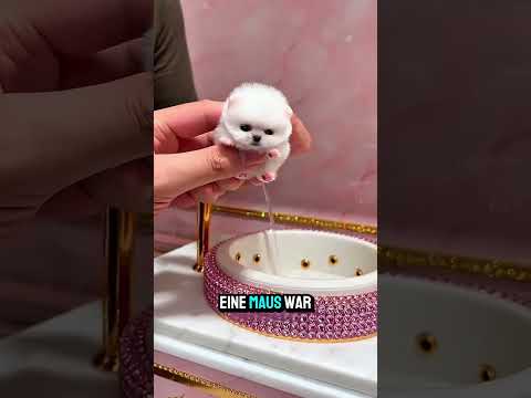 Rettung des winzigen Welpen thumbnail