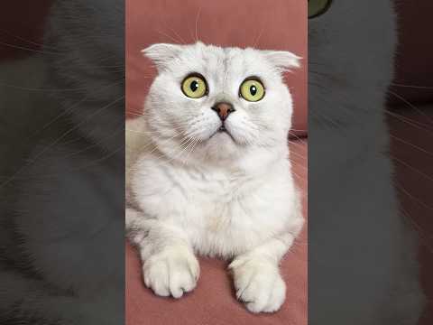 How to Give a Pill to a Greedy Cat! (Based on a True Story) #cat #cats thumbnail