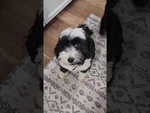 Will Smith Dog Meets Chris Rock Dog (FGTeeV Shorts) thumbnail